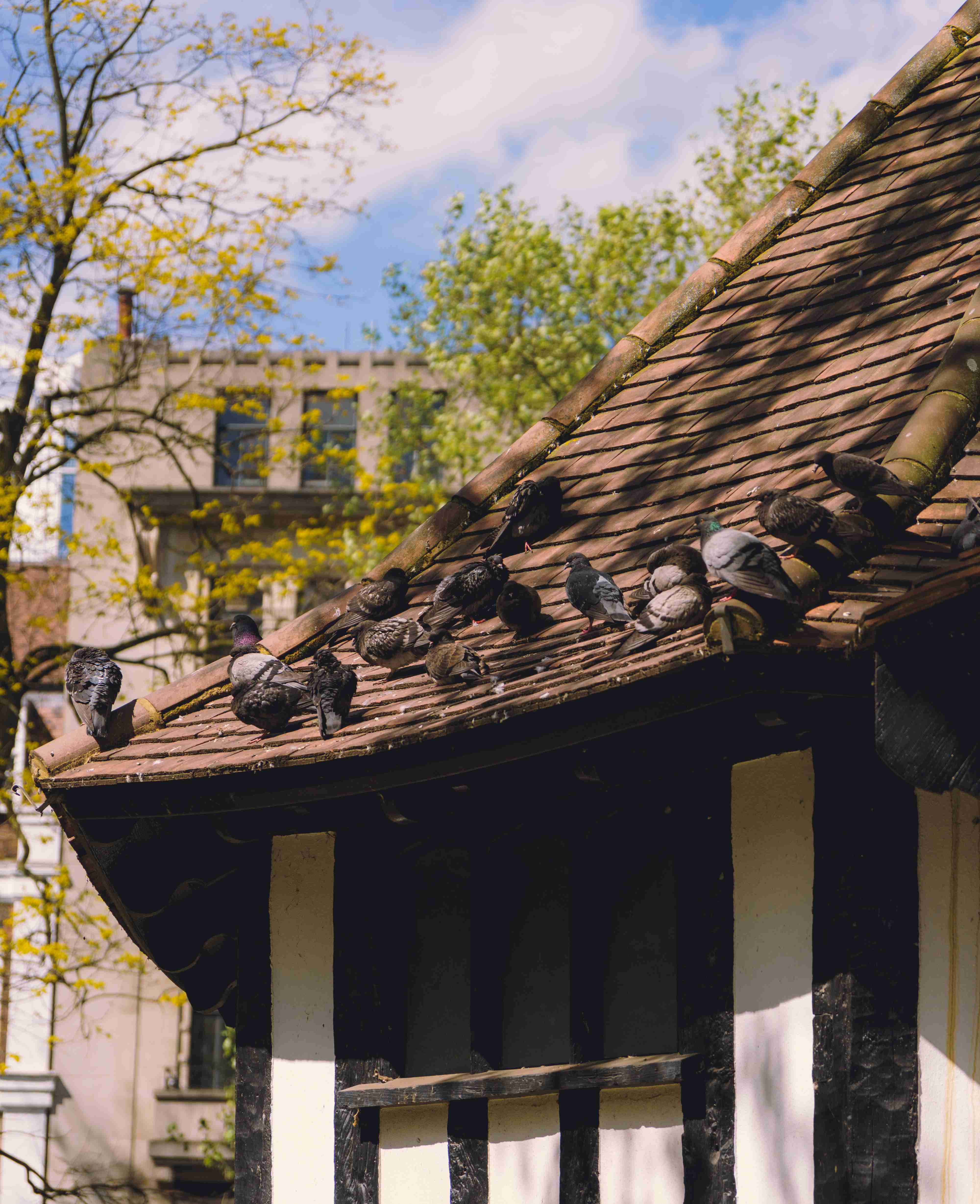 Pidgeons On A Roof